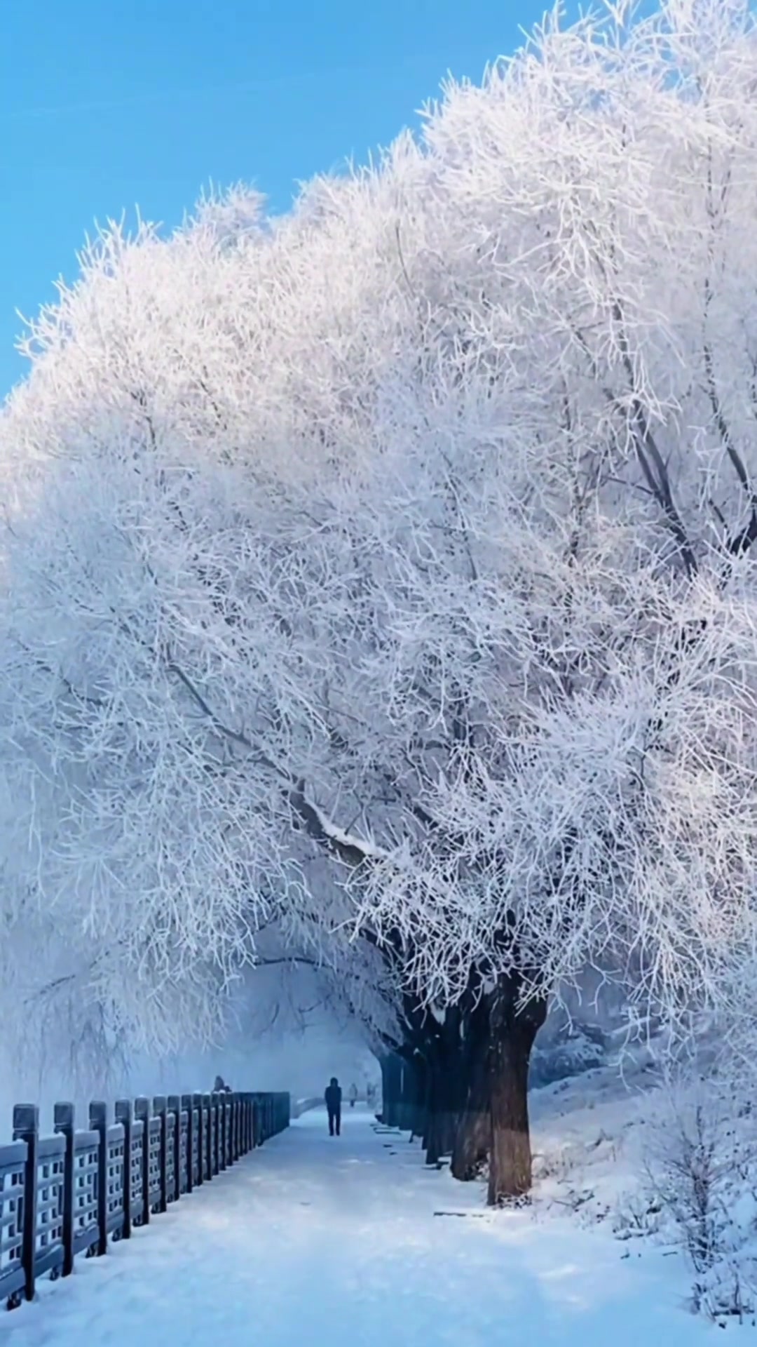 最美遇见,吉林雾凇美景名不虚传