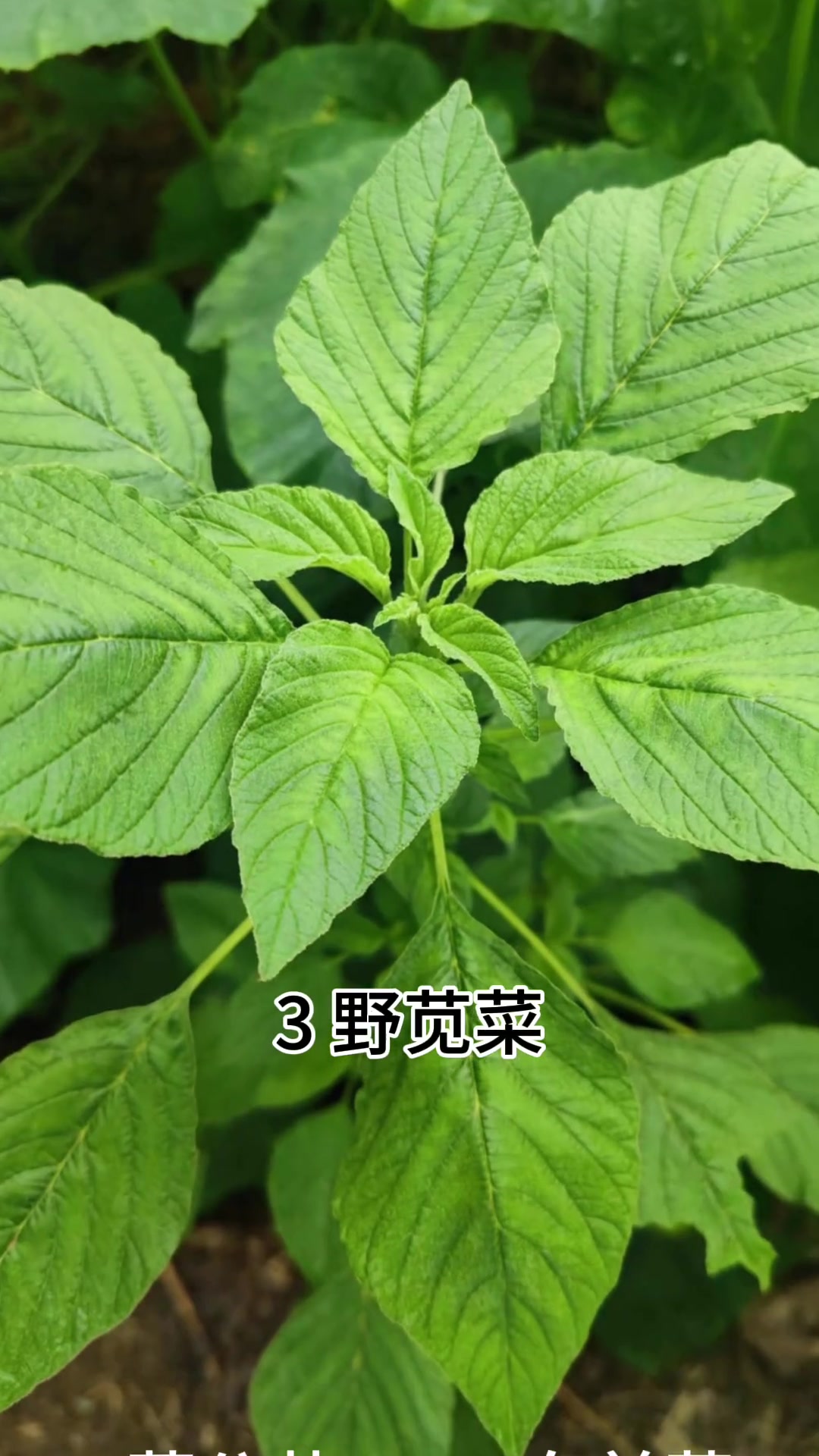夏季这些野菜,你还知道哪些呢?