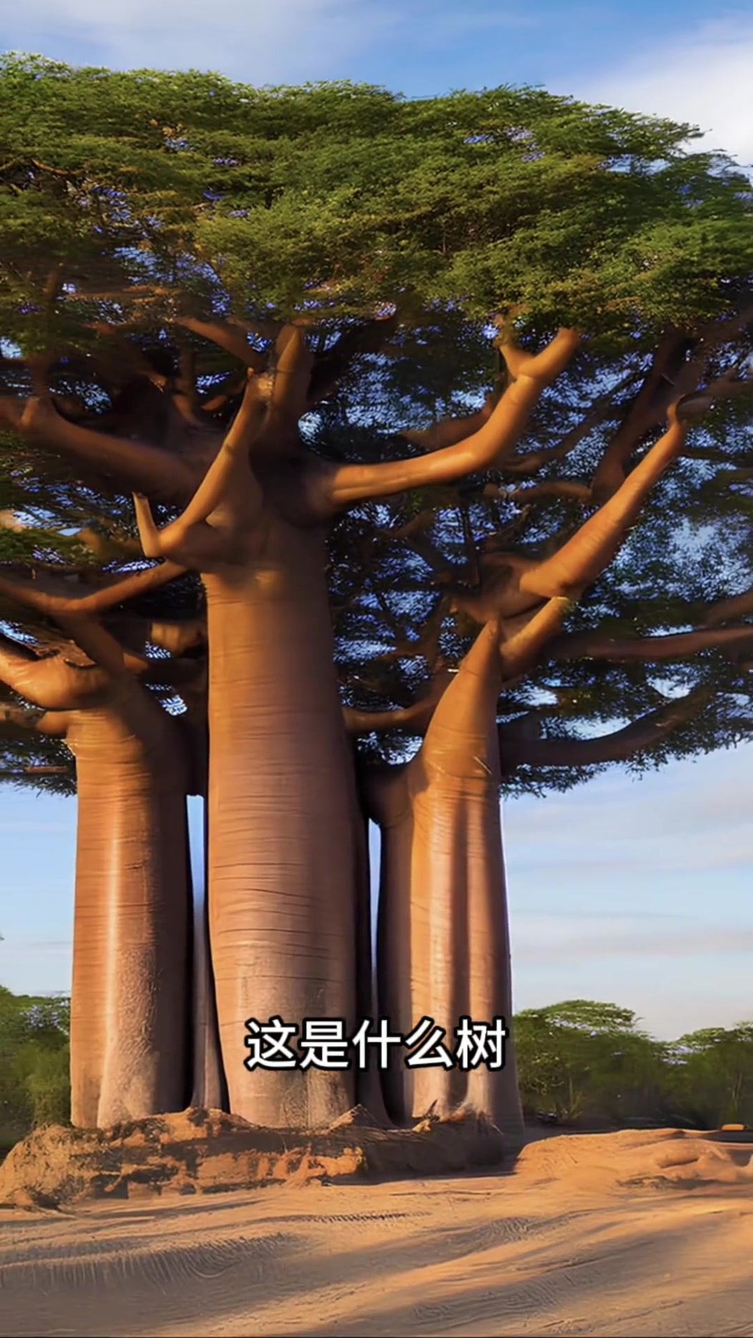 分享科普世界上的25种各种树?看看你们都认识几种树?