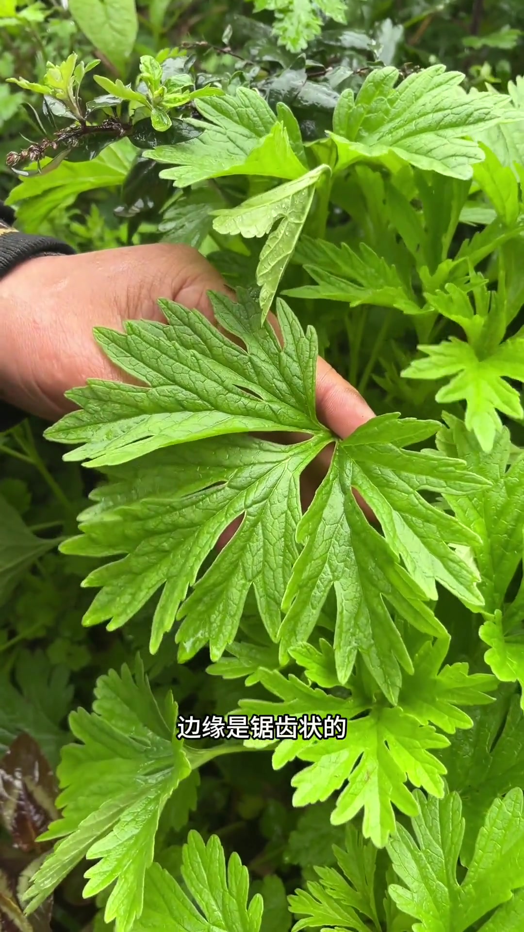 益母草真的是一个宝藏植物