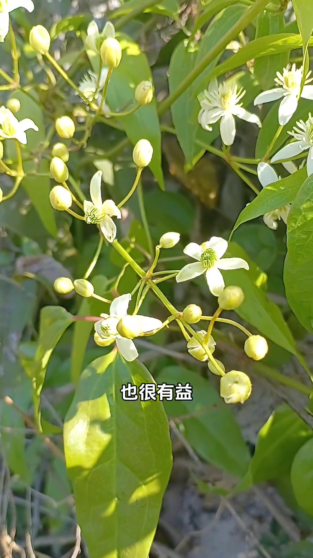 告诉你,这种植物可不是一般的好,它叫小木通,也叫川木通,它的茎藤强大