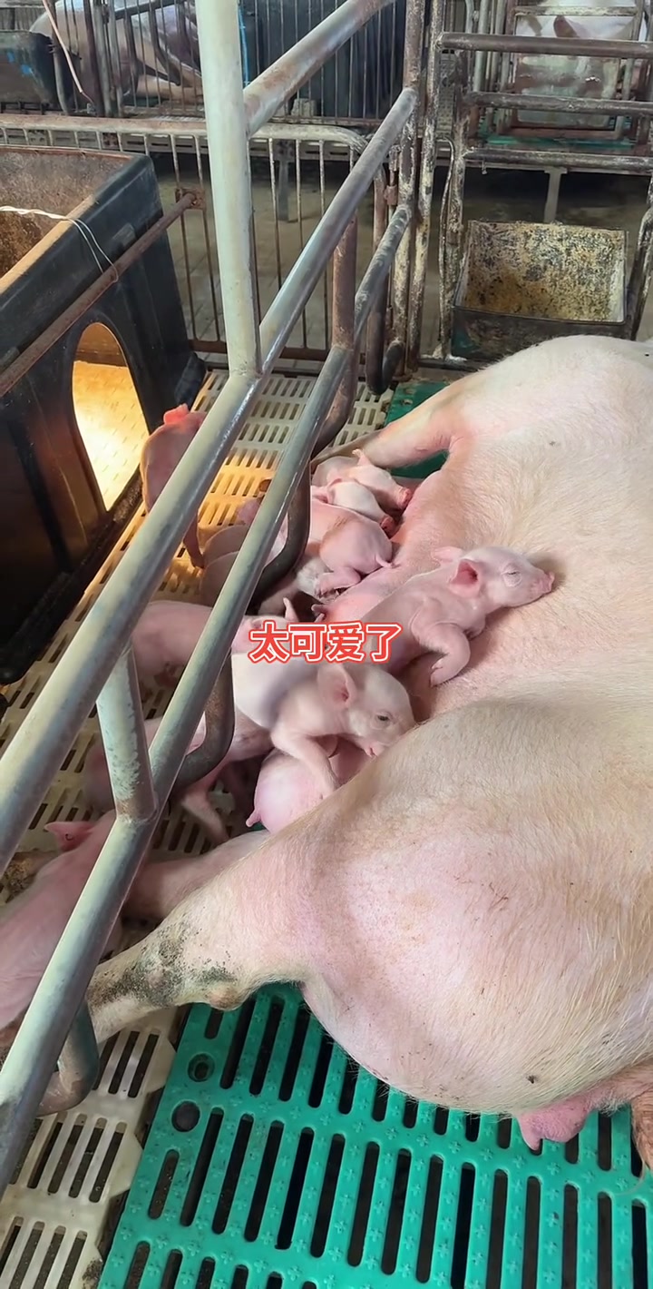 【央媒看松山•人民日报】内蒙古赤峰市：48头自主培养种猪出口蒙古国 我国完结国产种猪规划化出口