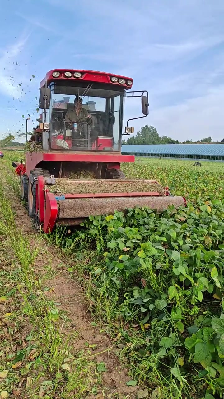 高效实用的毛豆收割机!