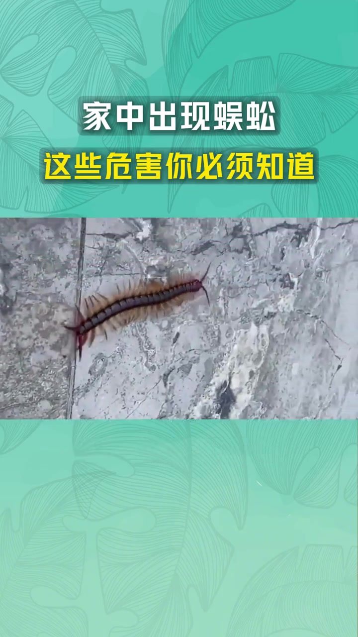 阴雨连绵家里现蜈蚣,多足爬虫成噩梦!