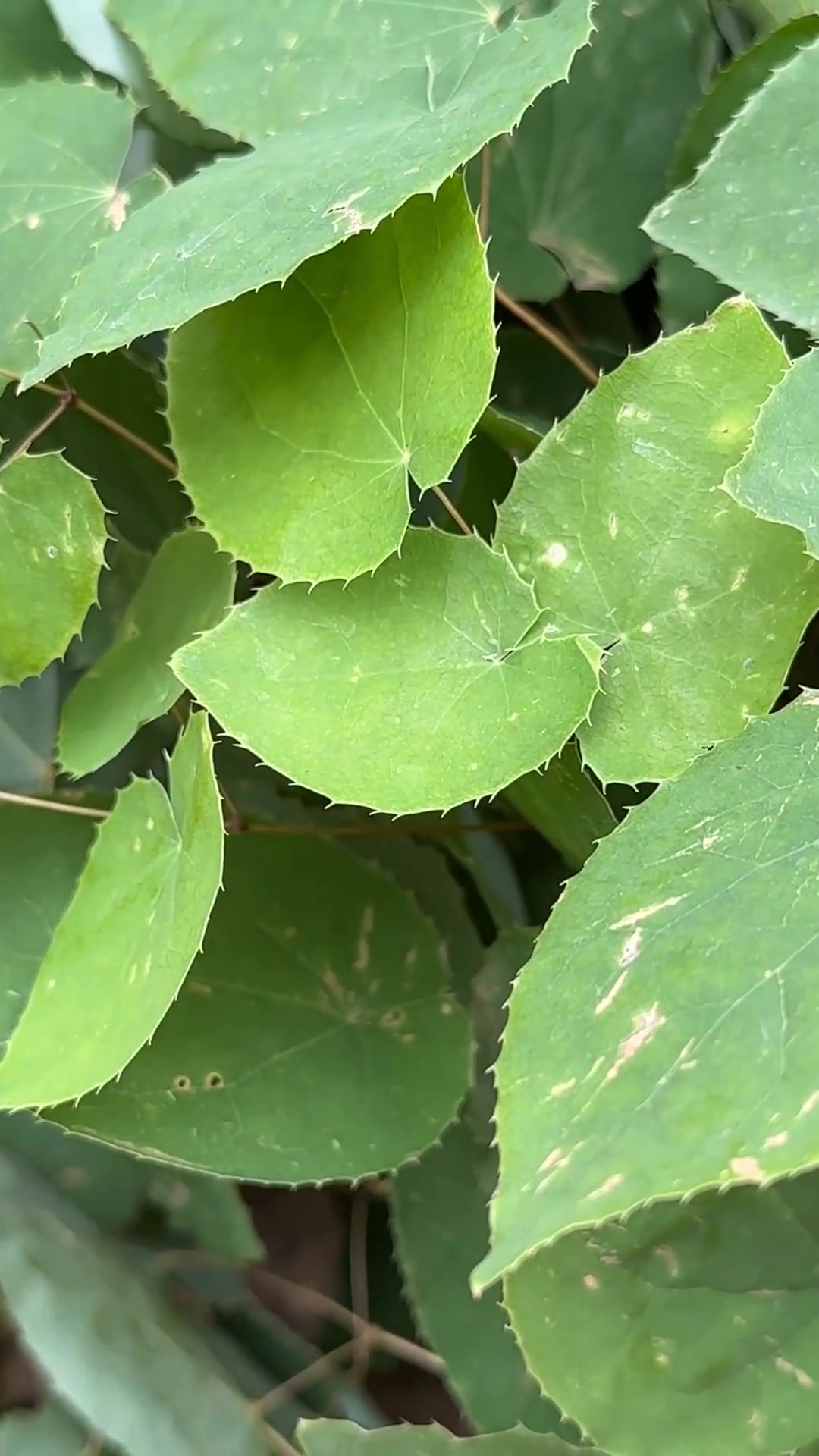 这种植物叫三枝九叶草,也叫威灵脾为多年生草本,主要使用枝叶部分
