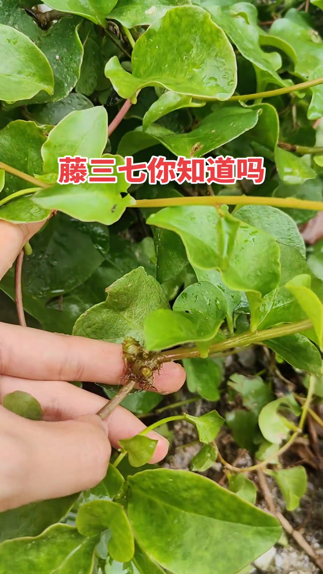 藤三七好处真不少