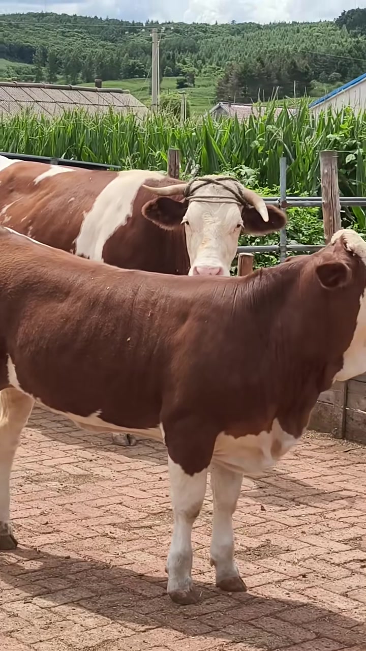 优质的西门塔尔牛令人心动!