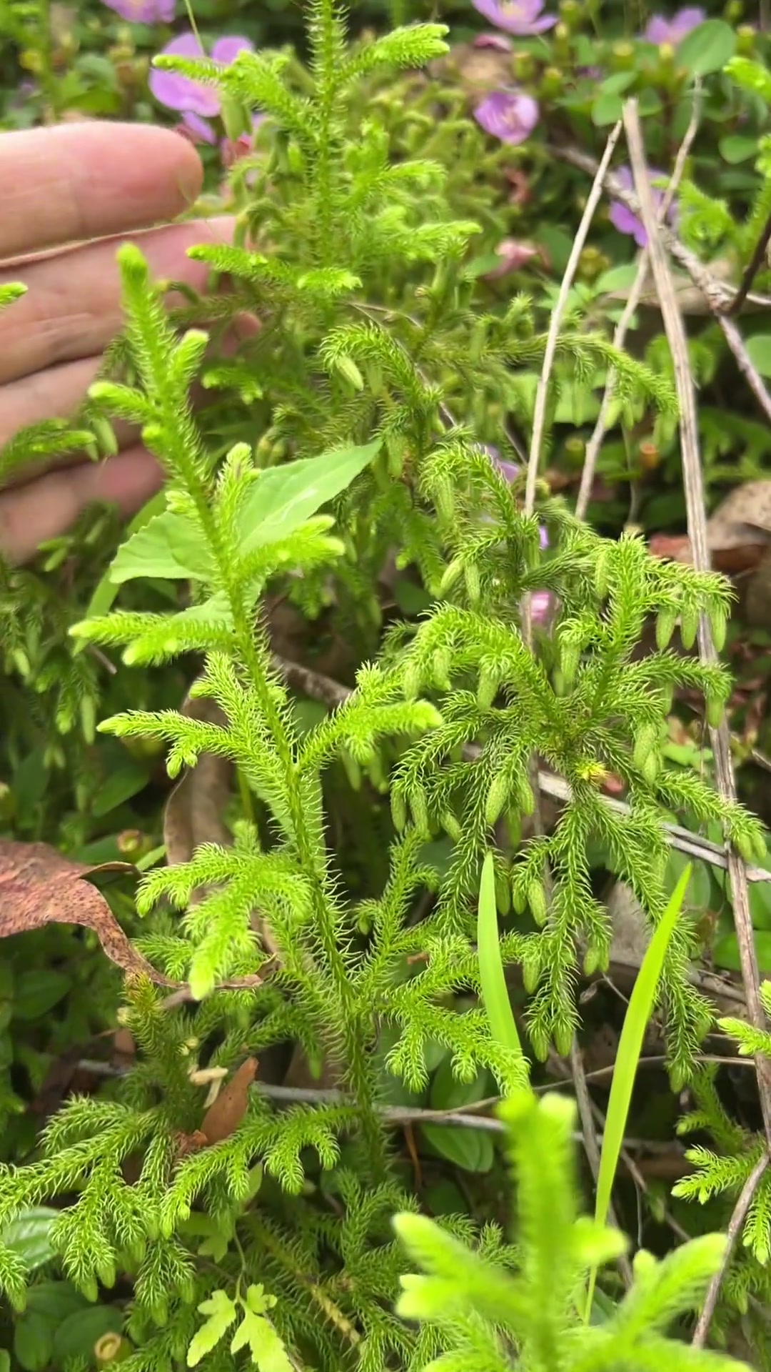 伸筋草又名石松,全株毛茸茸的
