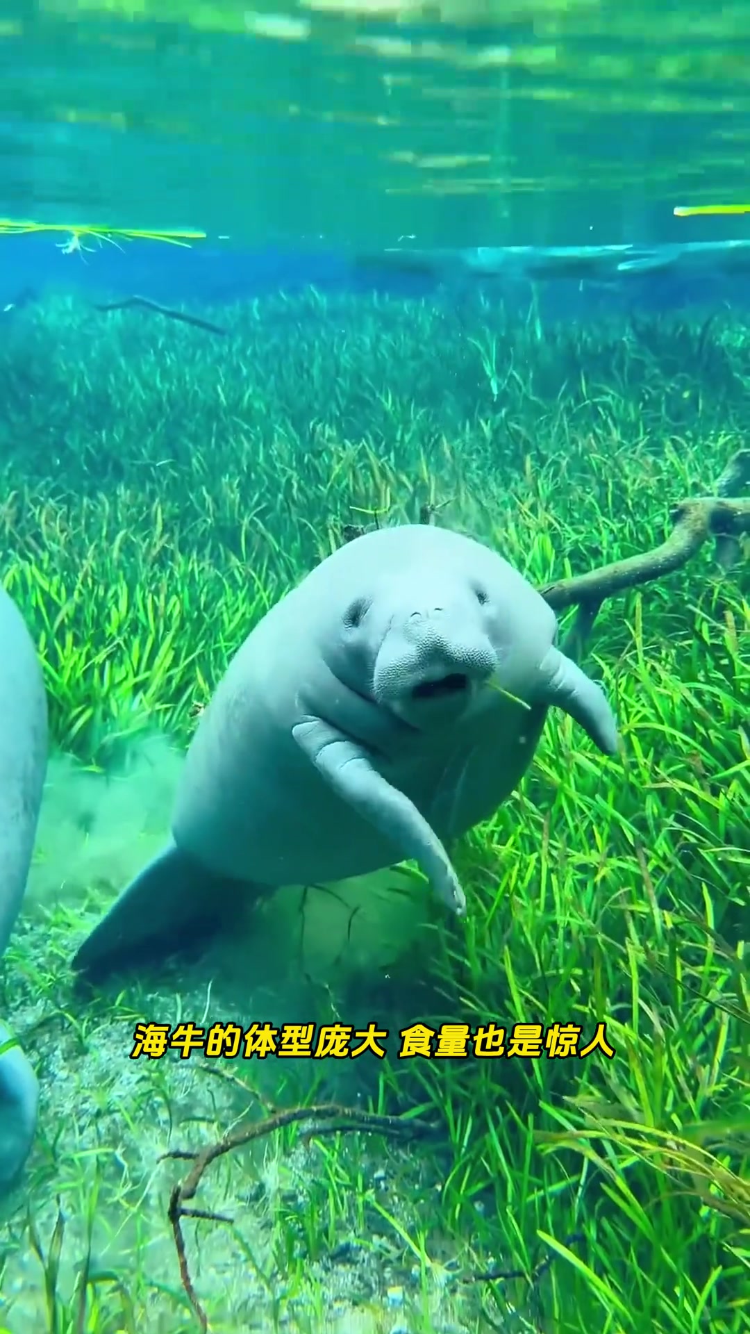 憨态可掬的海牛,为什么喜欢抱着人腿?