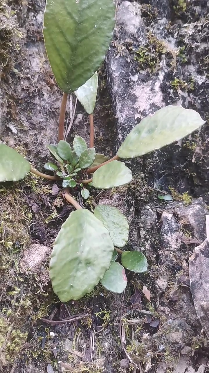 岩白菜在贵州这个地方很多人都叫他岩白菜,岩青菜