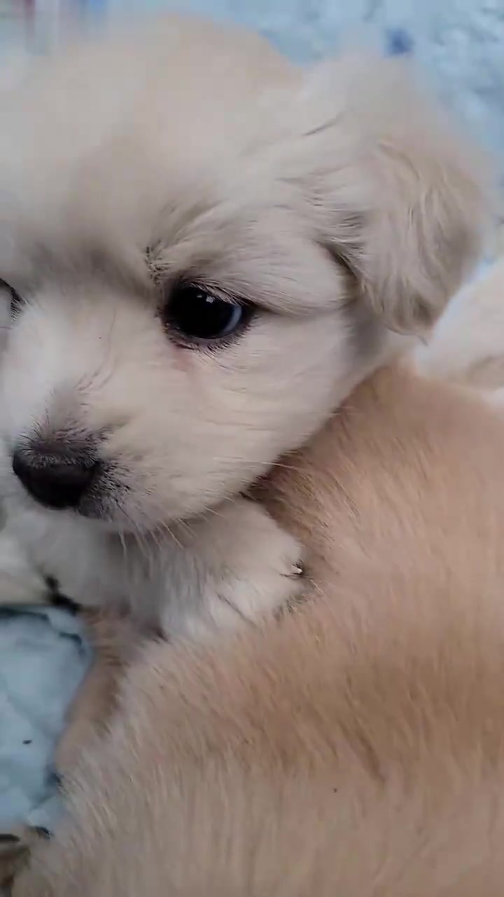 刚睡醒的小奶狗,好萌好可爱啊!