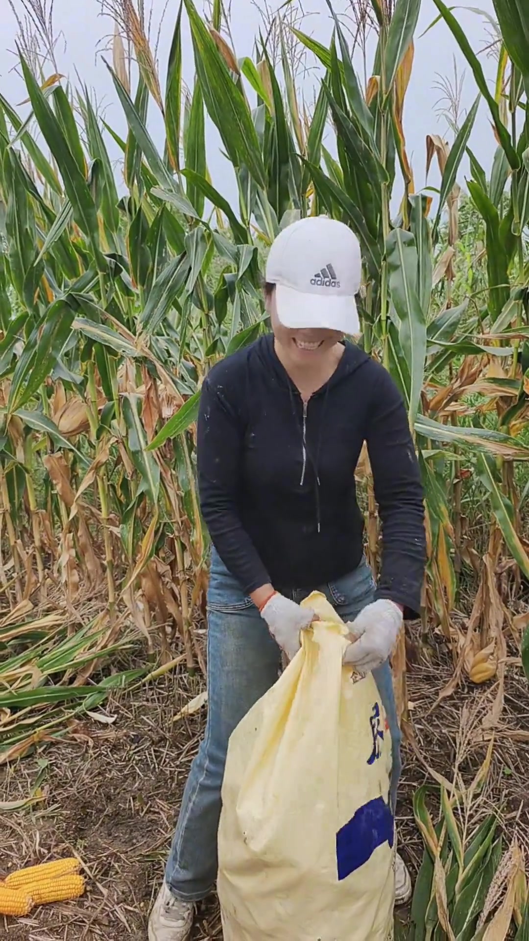 忙不完的黄土地,丰收季掰玉米的农村生活
