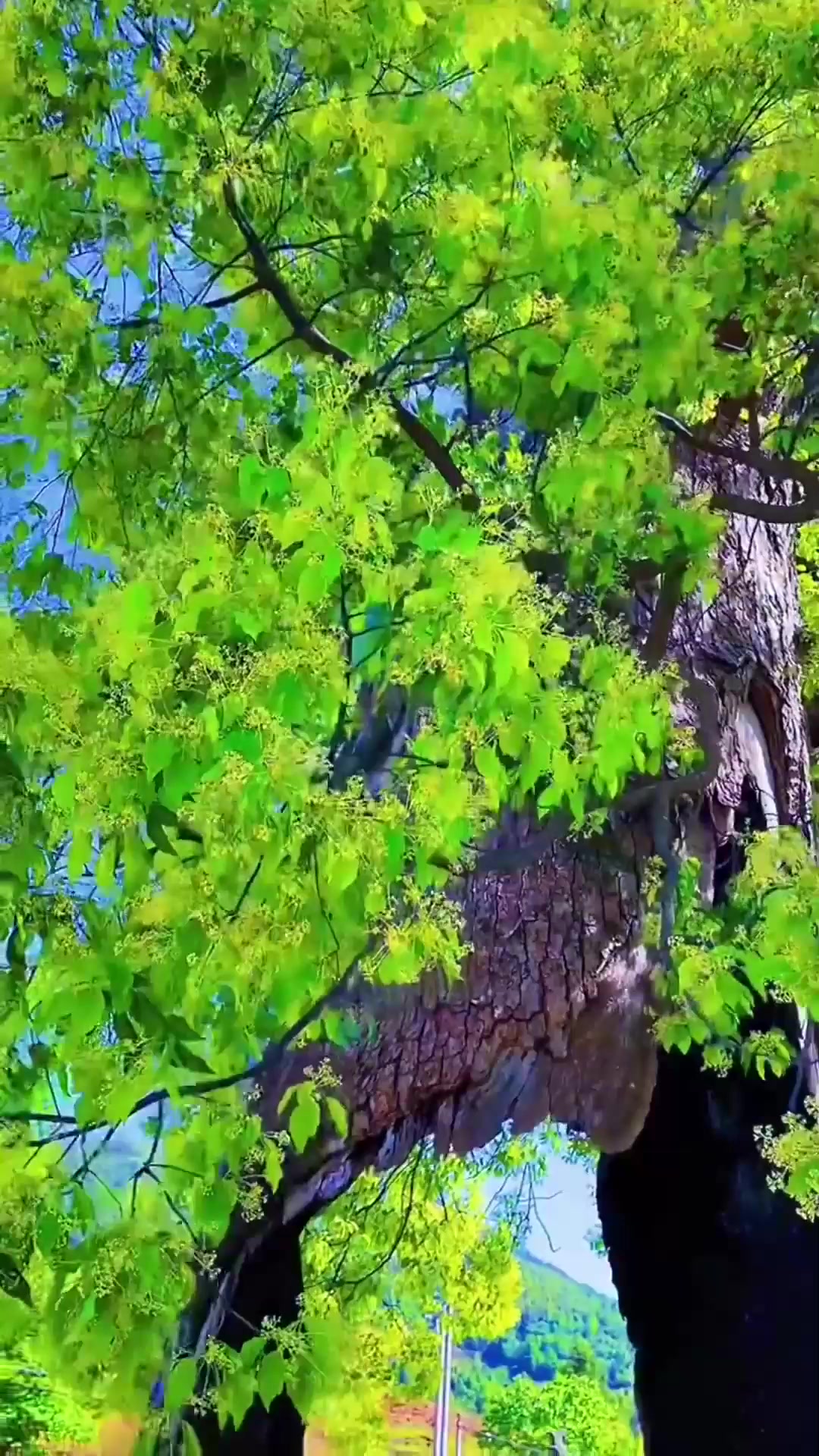 秋季出游,婺源岭脚树坚强你敢相信吗?眼前这棵枝繁叶茂的参天大