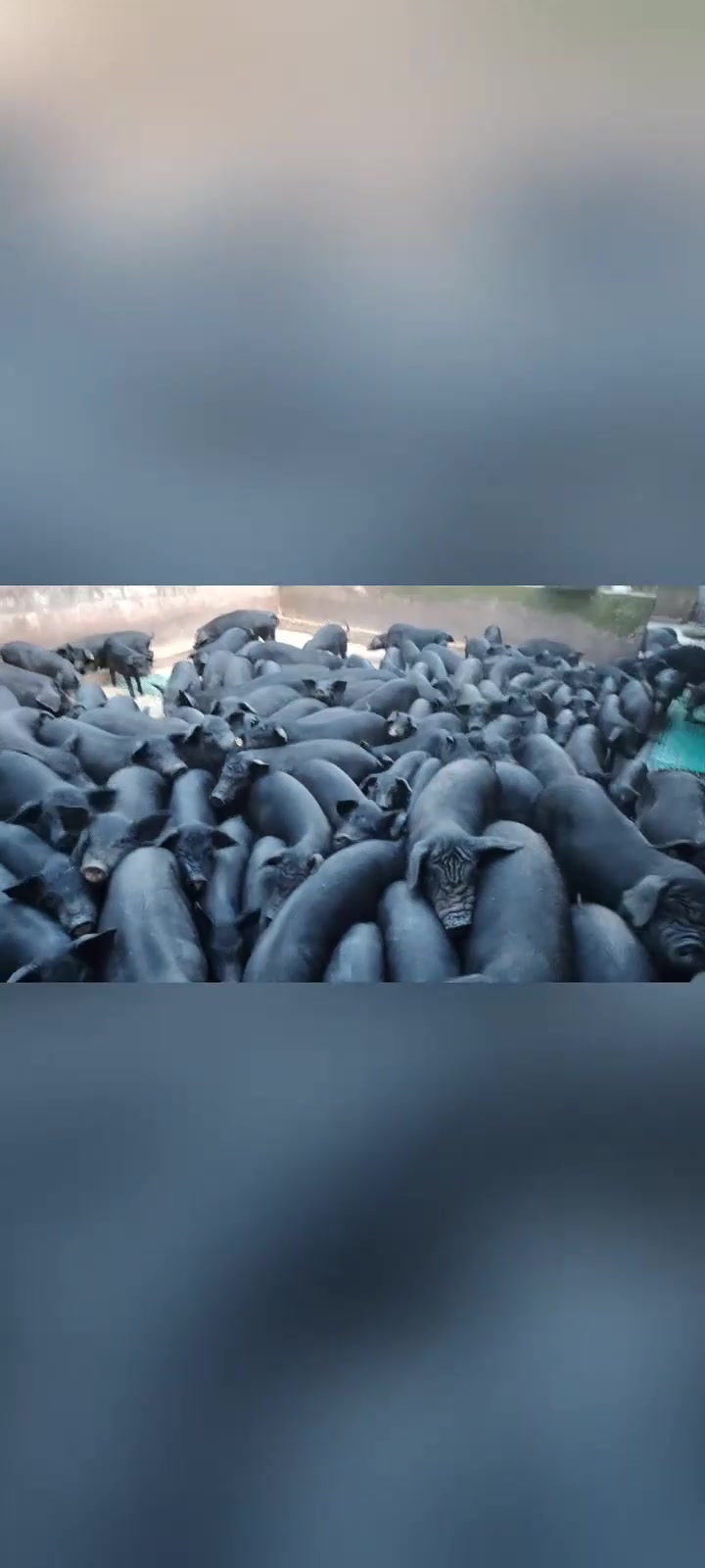 绿色生态散养黑猪