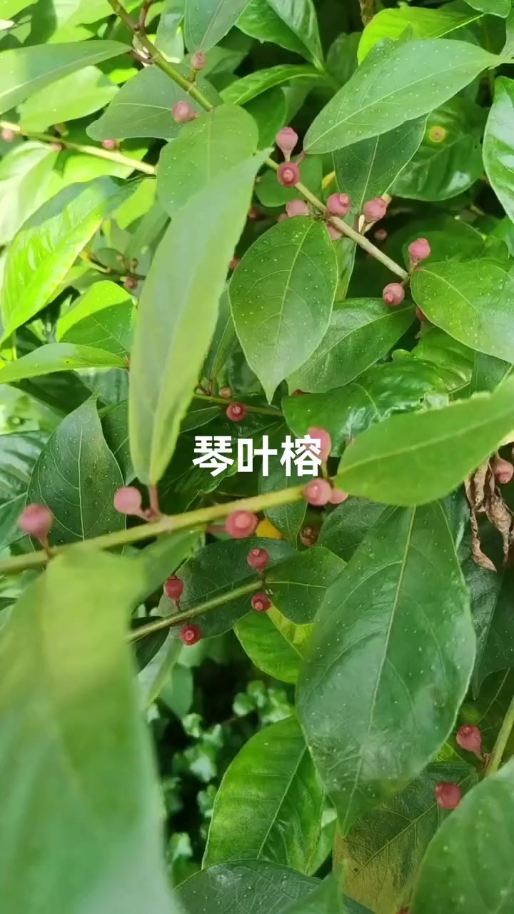 琴叶榕别名牛奶子树,是桑科植物,大家分享其作用