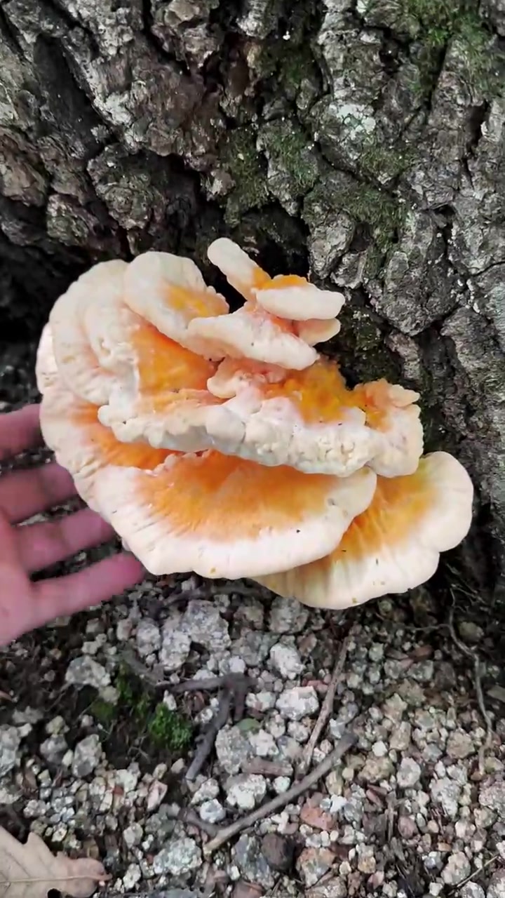 鲜美无比的树鸡蘑!