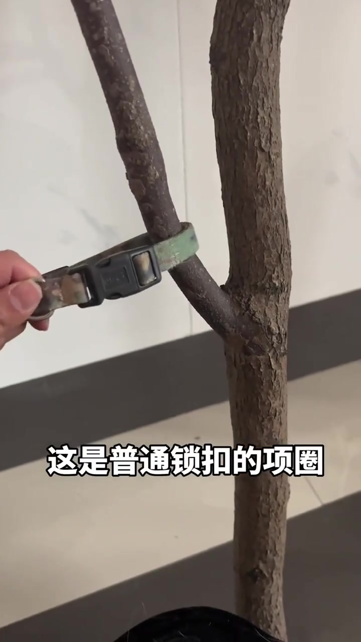 这就是安全扣项圈,好看又安全