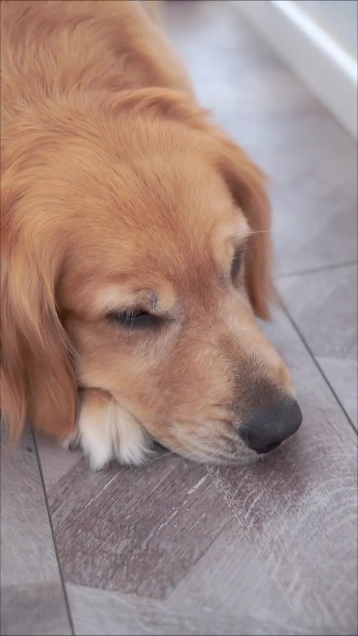 狗狗要在外面经历了多少委屈,才变成现在如此懂事的样子