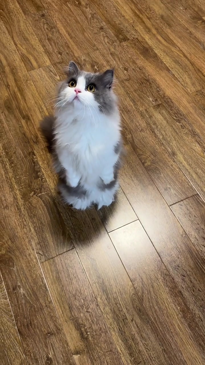 可爱迷人的拿破仑矮脚猫!