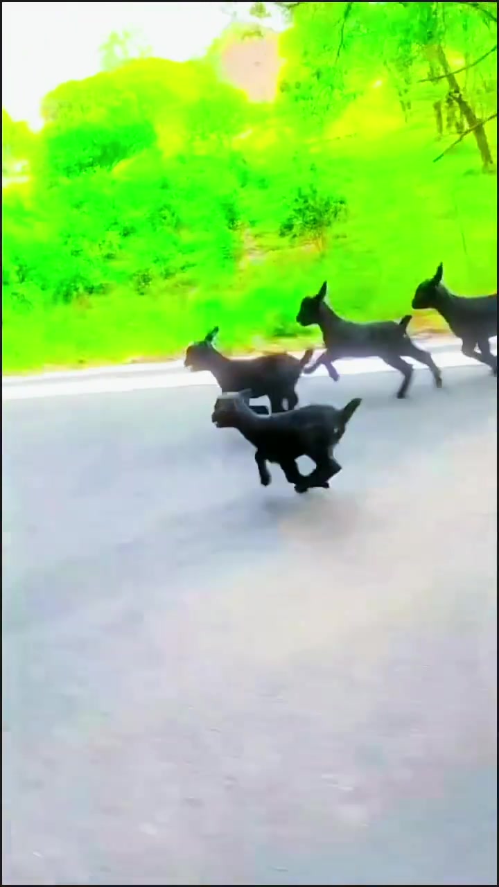 薄雾笼罩水面,羊儿嬉闹奔跑的美好画面令人心动