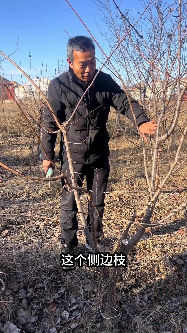 杏树二级干背上枝修剪,杏树二级干背上枝,及时修剪