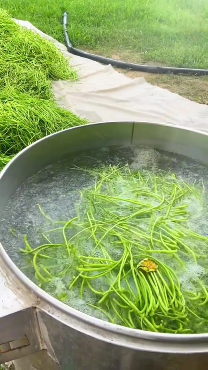 鲜嫩美味的红薯杆!