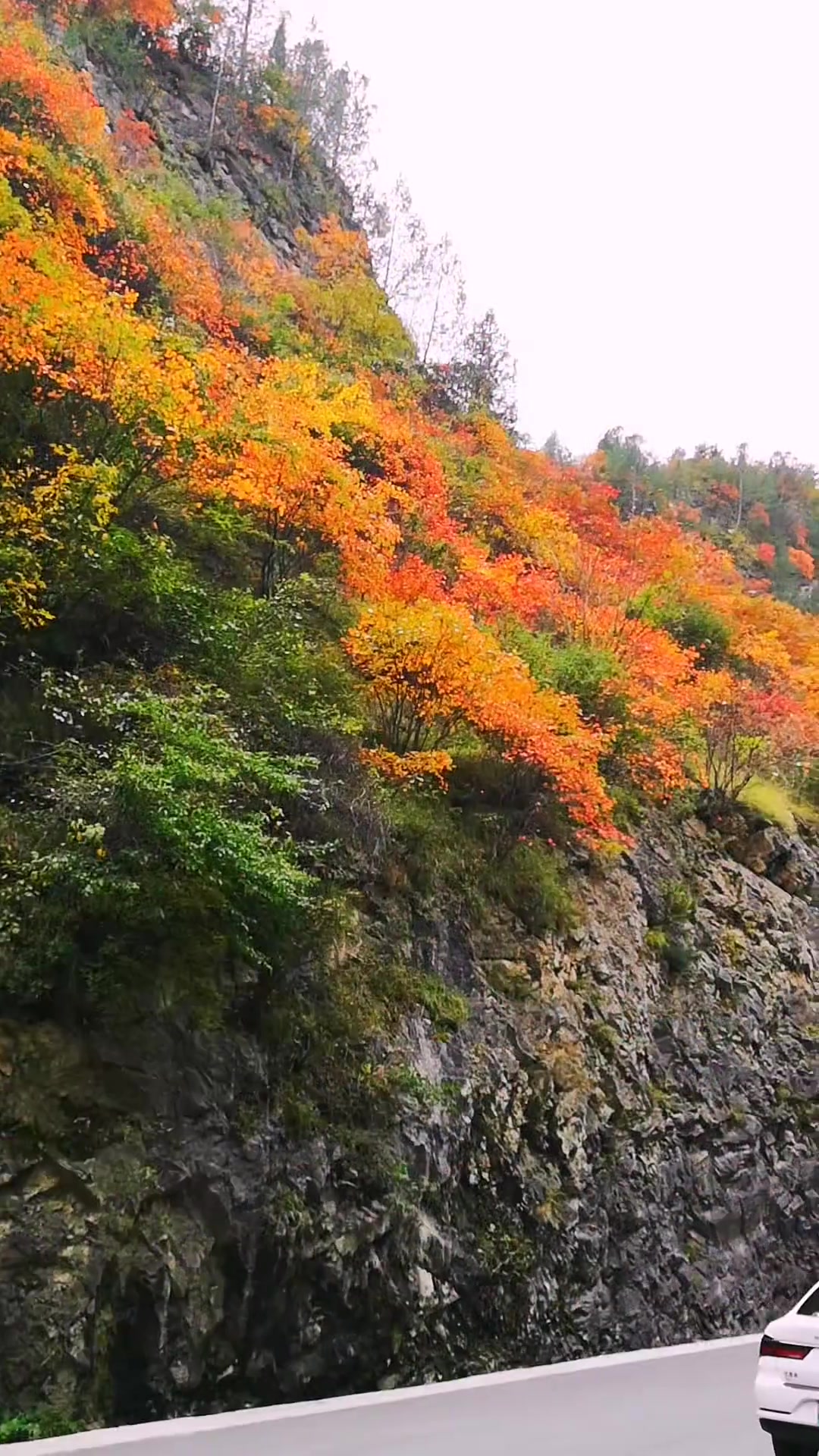 商州市峡口呈现绝美红叶风景