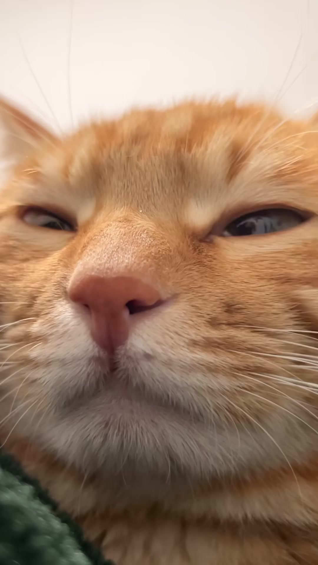 软绵绵,困困的可爱小猫!