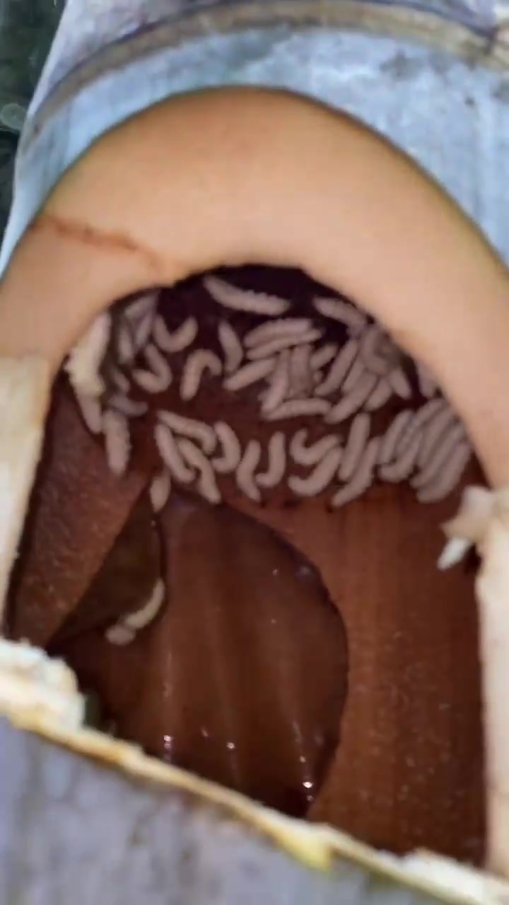 你能看出来这种枯竹子上面也有竹虫吗?