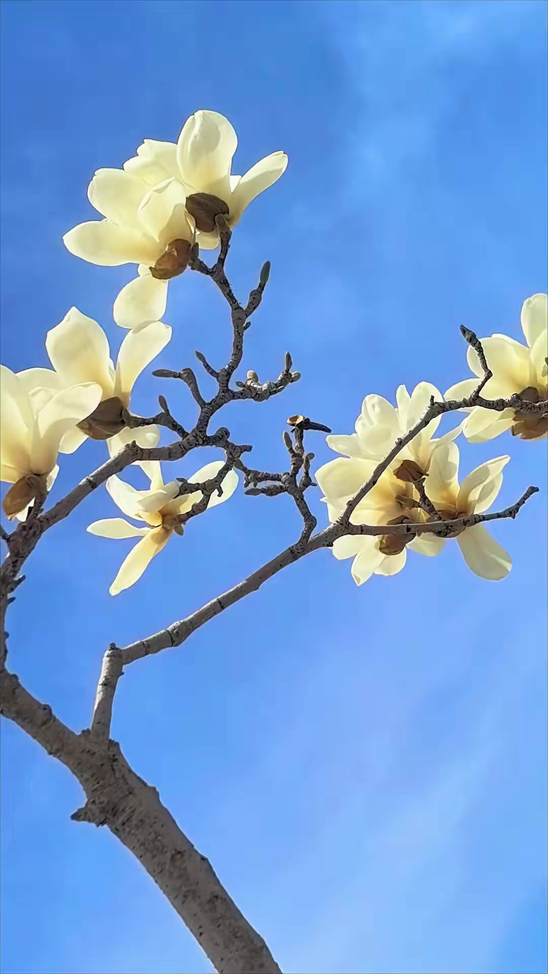 假期旅行,美丽四月,玉兰花开!旅游推荐