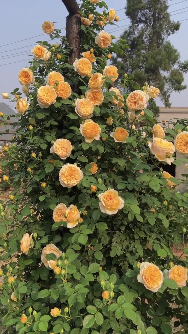 我心目中藤本月季top5之一