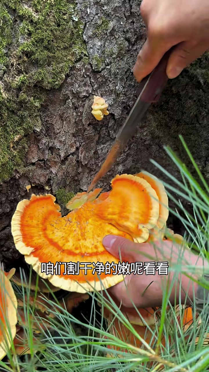 树鸡蘑你吃过吗?