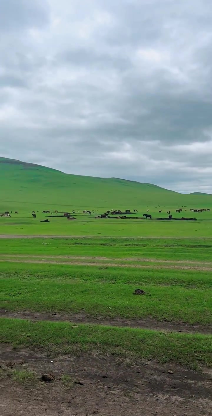 广袤草原上自由奔放的牛马!