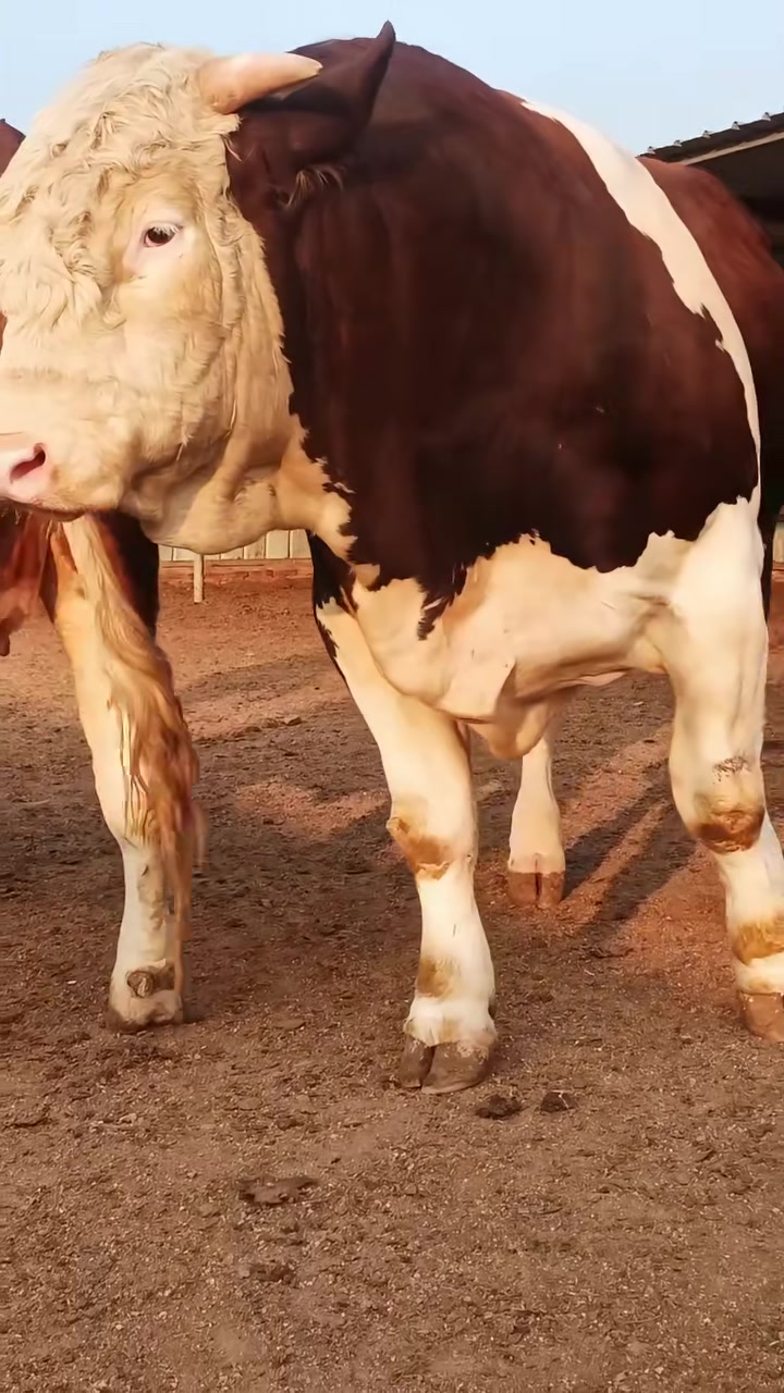 强壮健硕的种公牛!