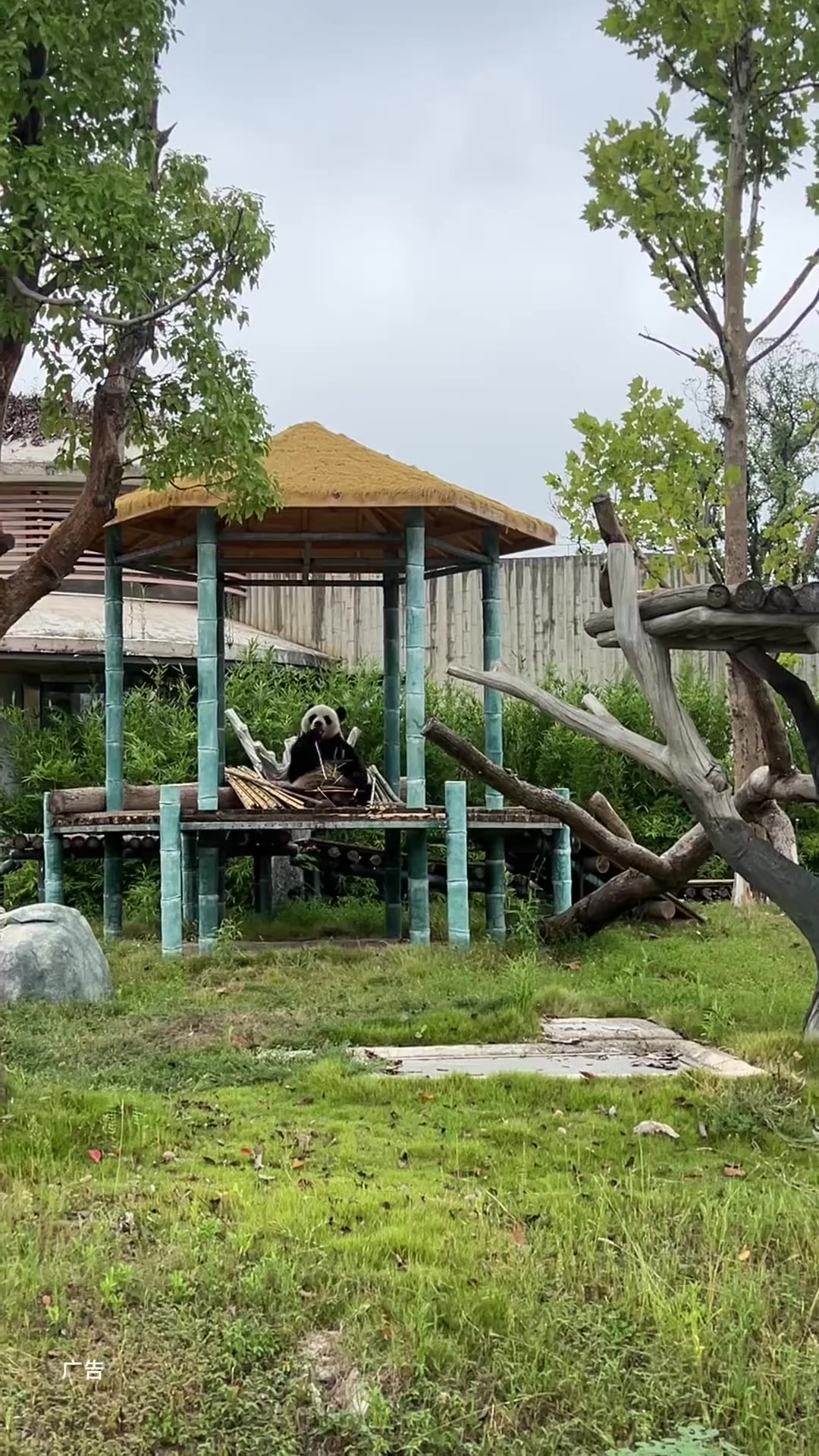 想带家人来岳阳中华大熊猫苑,熊猫超可爱
