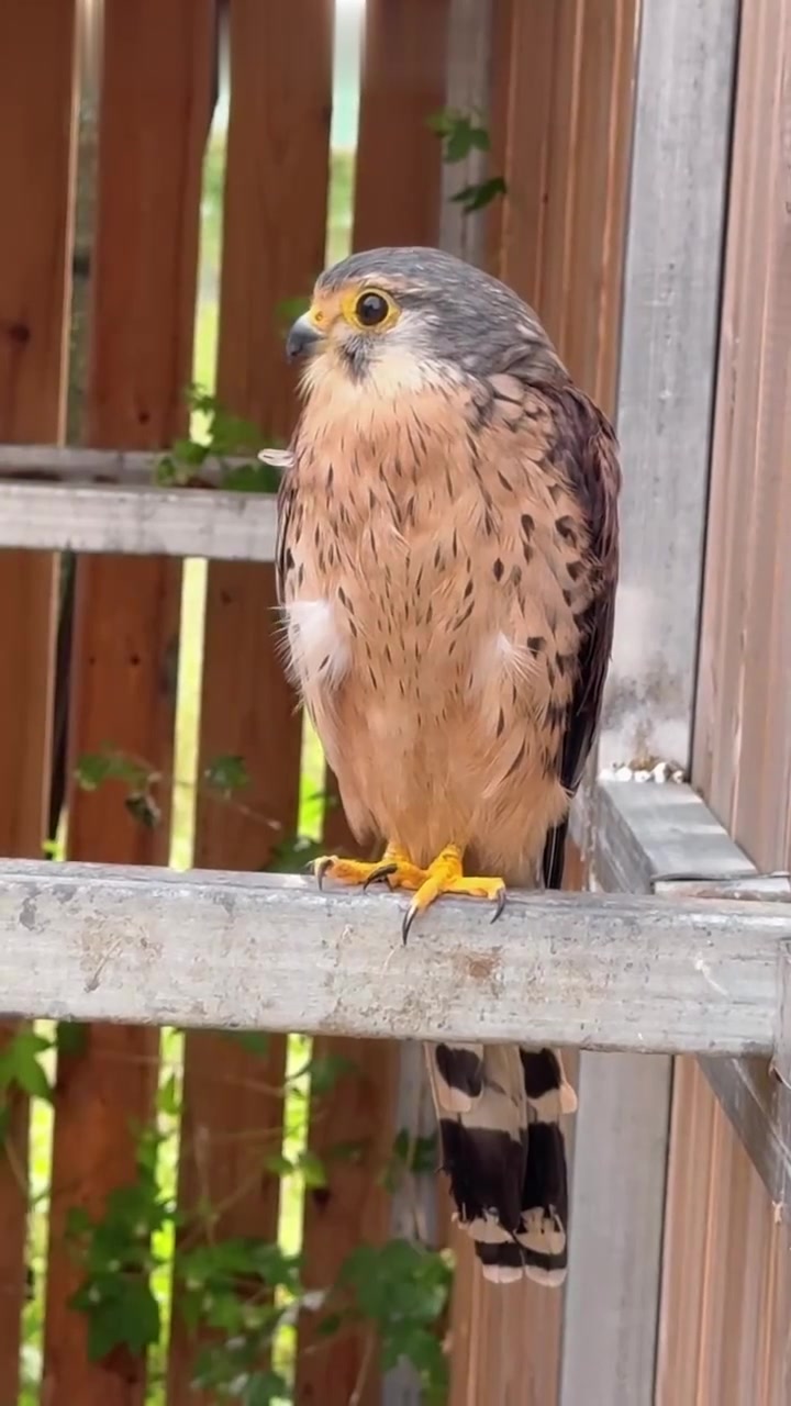 可爱的红隼宝宝!