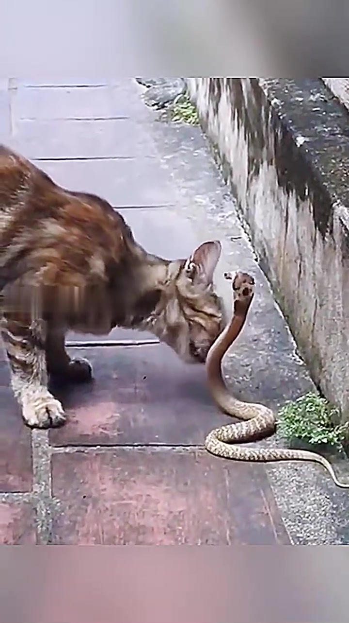 猫为什么能打过蛇 猫为什么能打过蛇