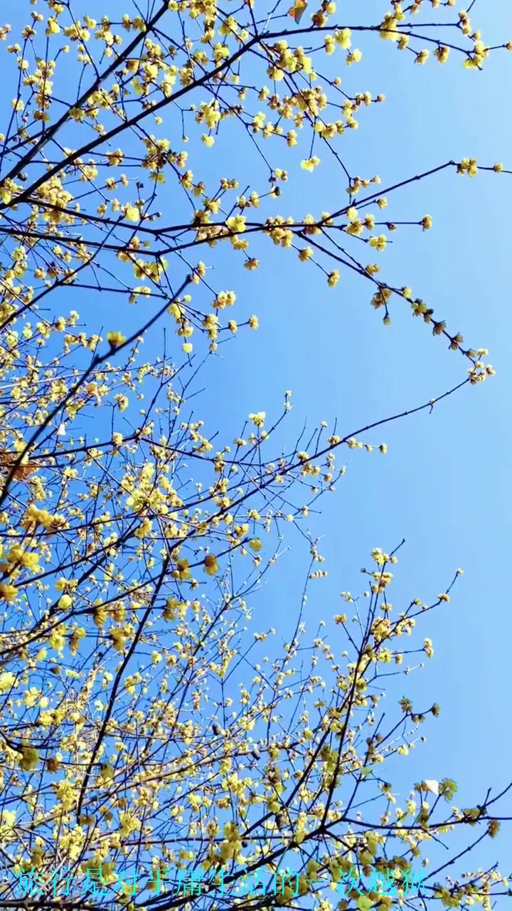 秋天旅游,城南小陌又逢春,只见梅花不见人.当年的美好,只能藏