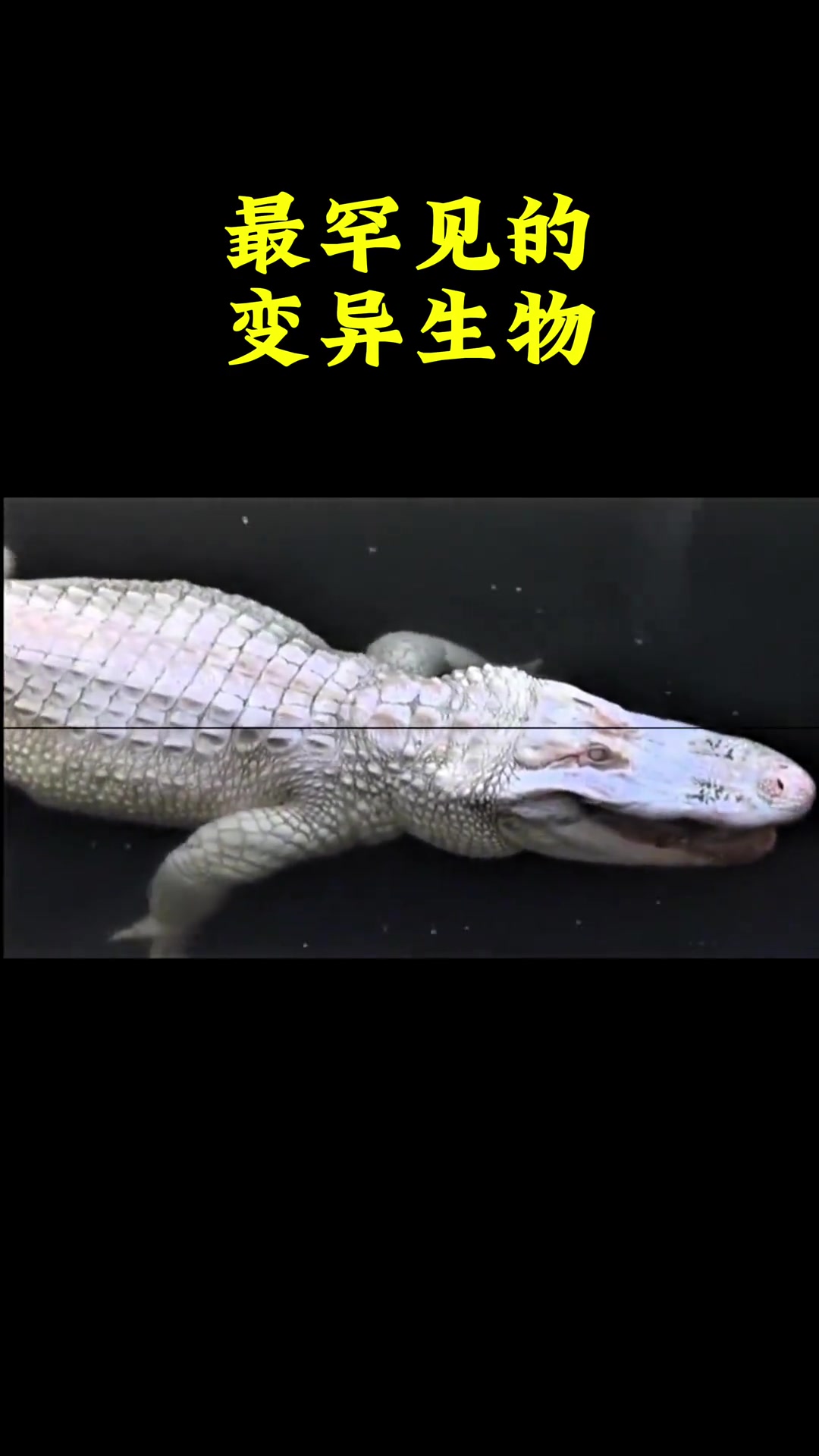 世界罕见六种变异生物,最后一种全世界仅一只!