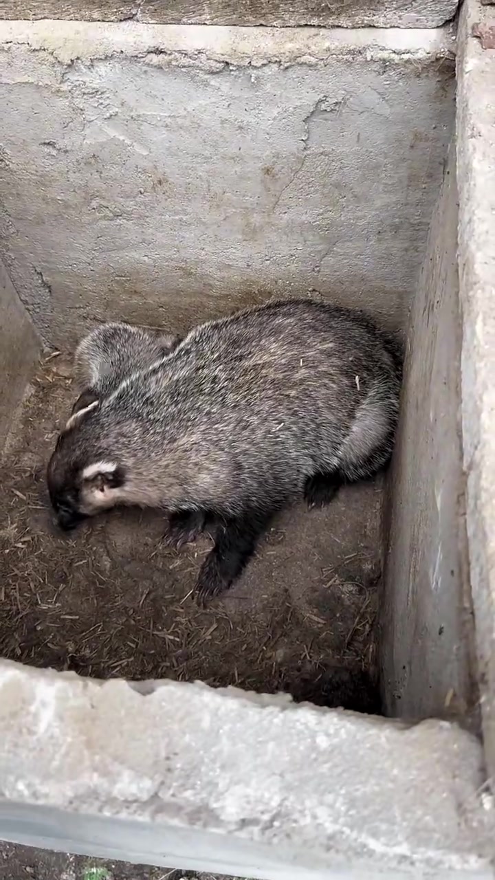 长宇养獾,狗獾分窝