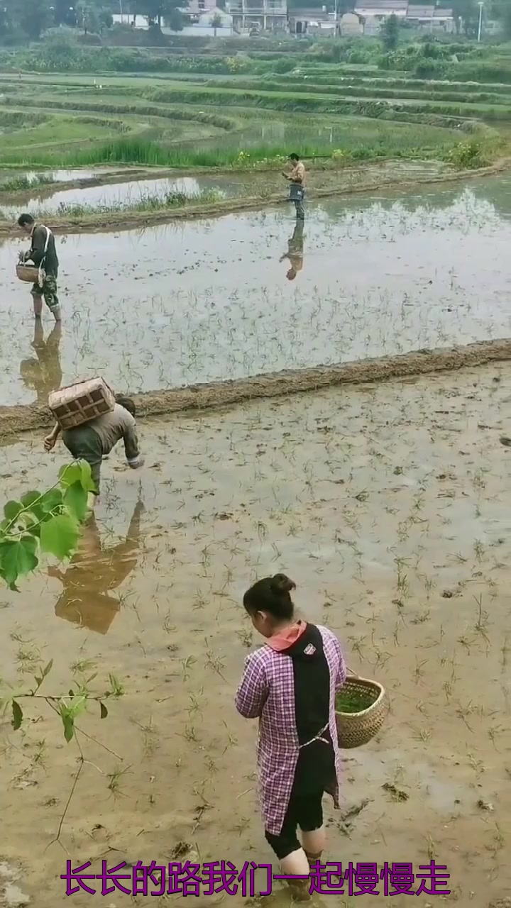 秋季旅游,带你们看看抛秧,这就是咱们农村人的生活