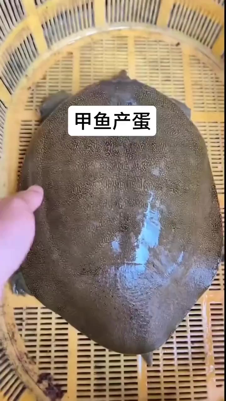 中华鳖又名甲鱼,俗称王八,团鱼