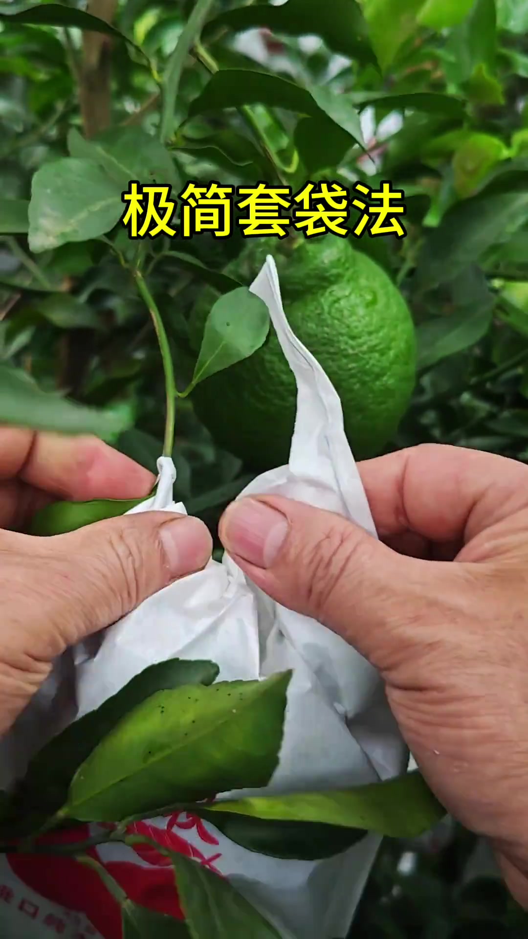 耙耙柑种植及套袋手法分享