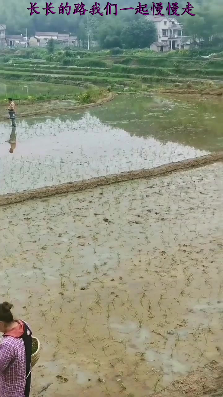 秋天来旅游,带你们看看抛秧,这就是咱们农村人的生活