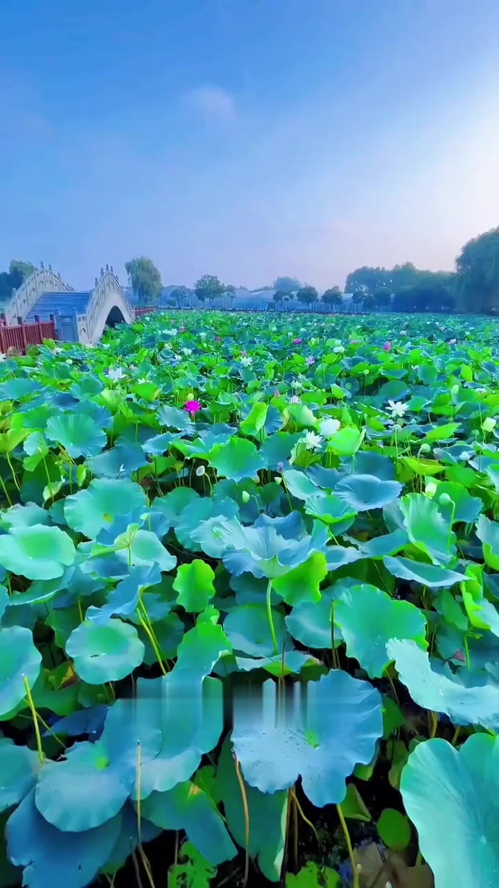 宝应荷花园的荷花,简直美出天际