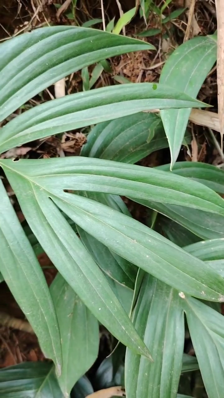 今天找到了青竹标