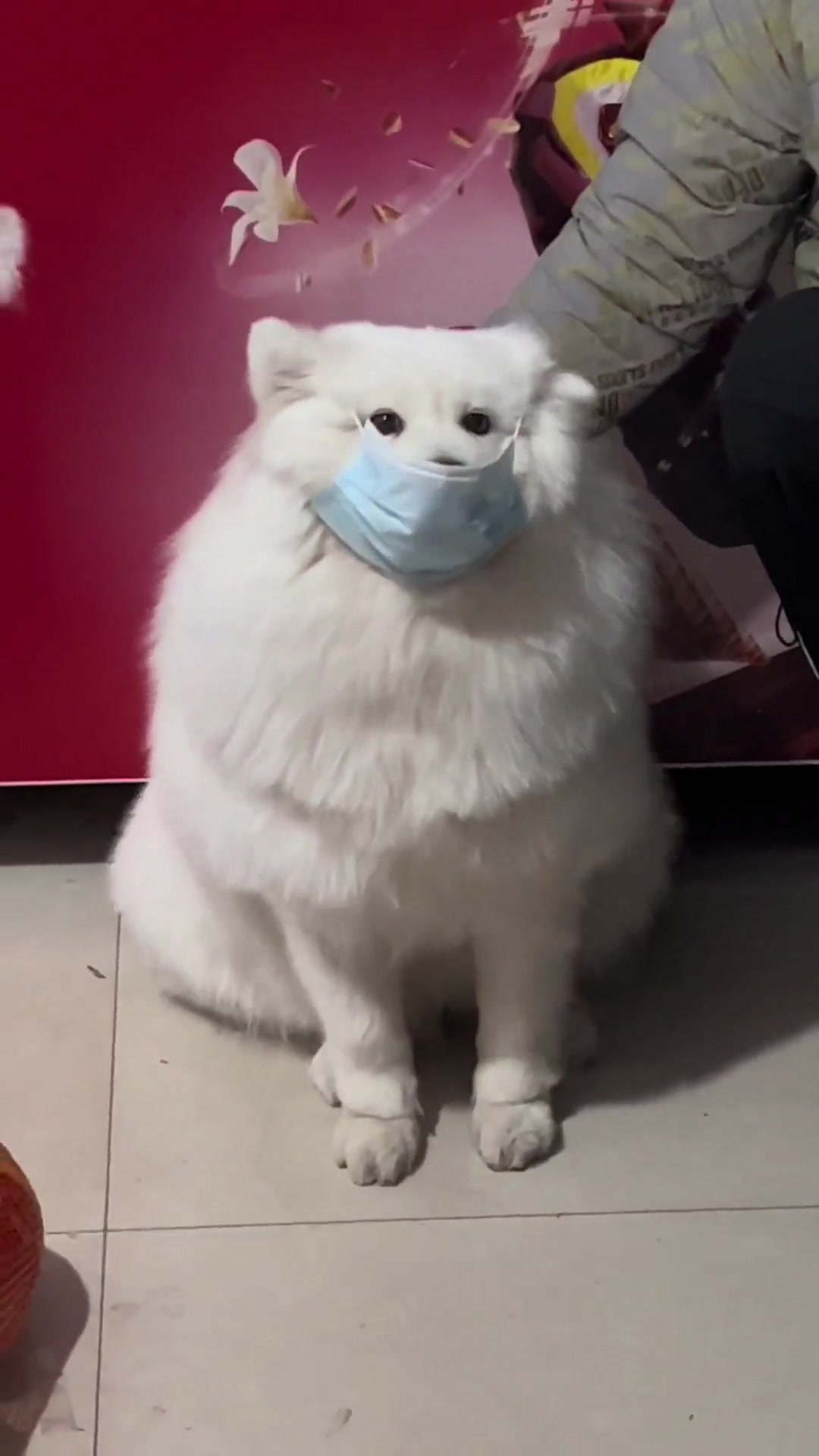 乖乖戴口罩的狗狗超可爱