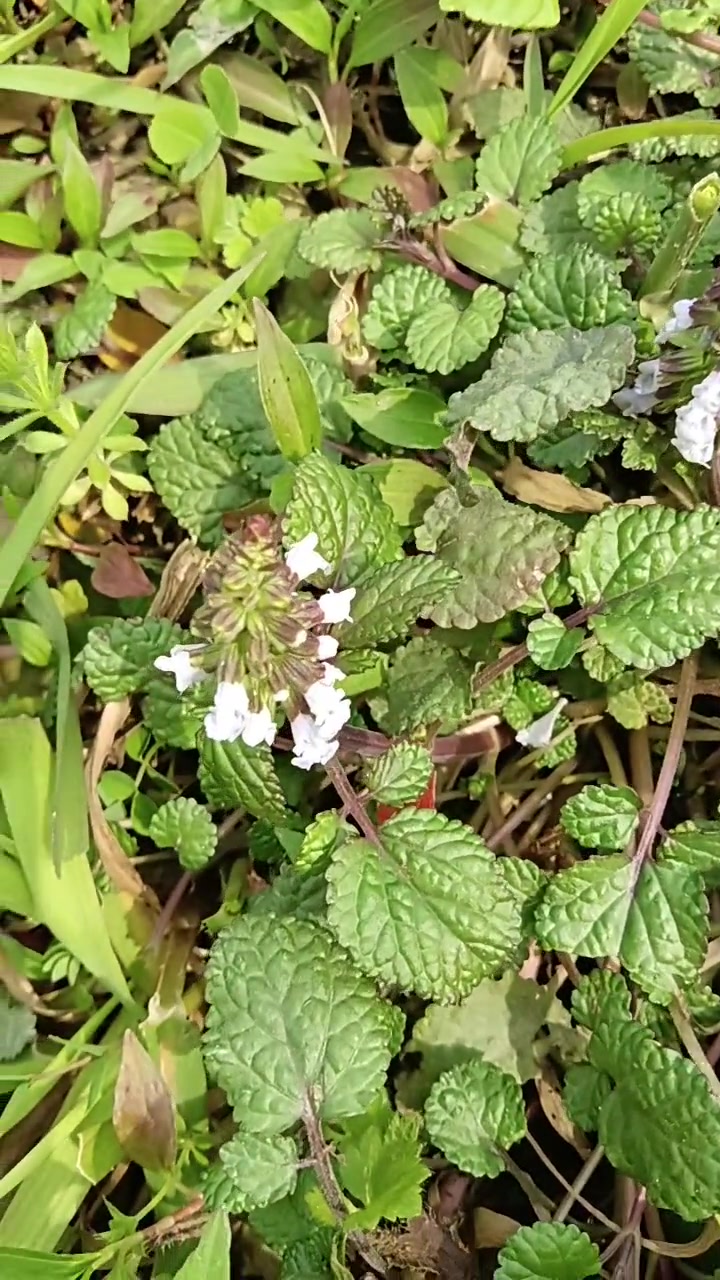 让你认识佛光草,又叫湖广草