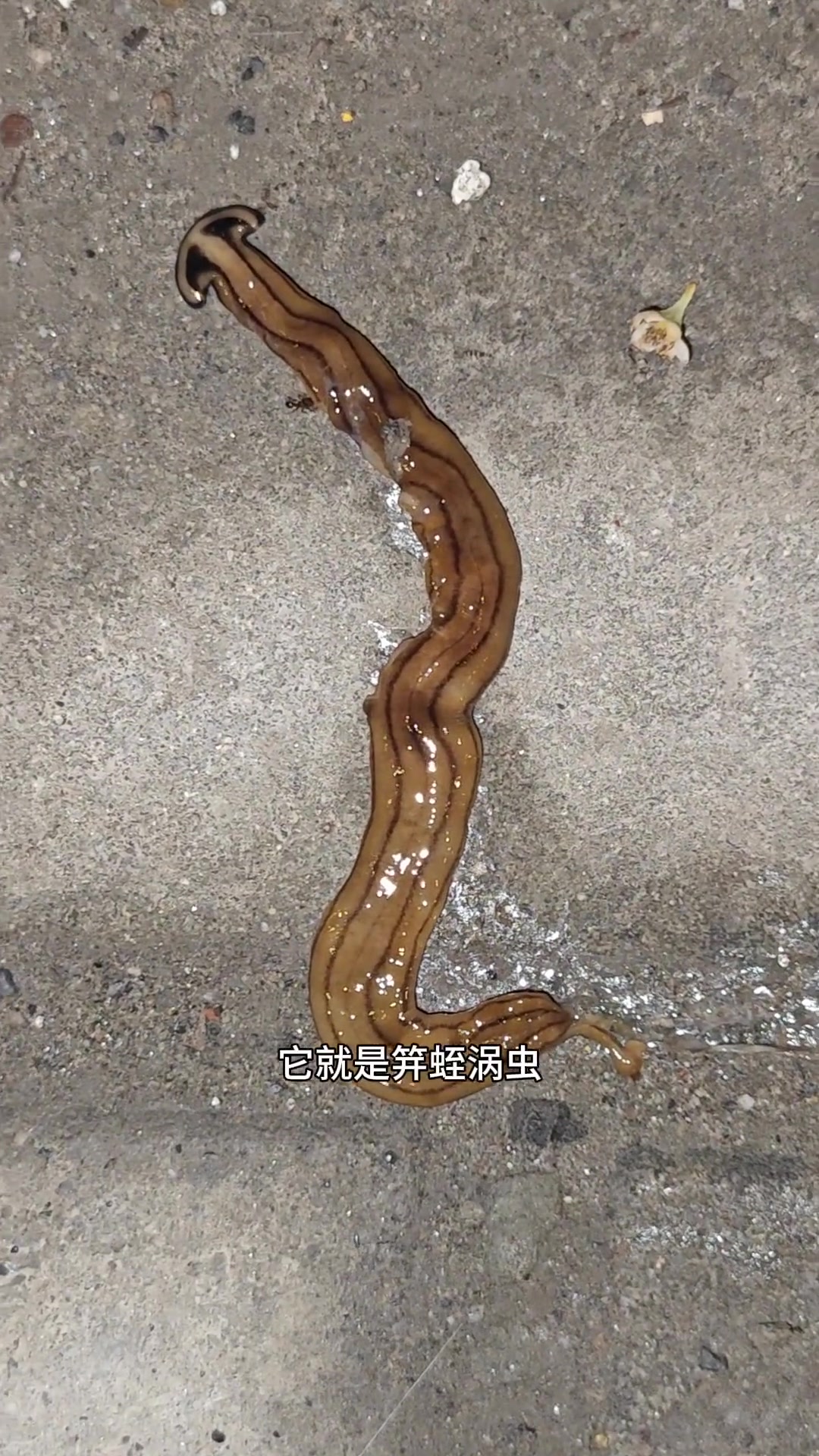 笄蛭涡虫你见过吗
