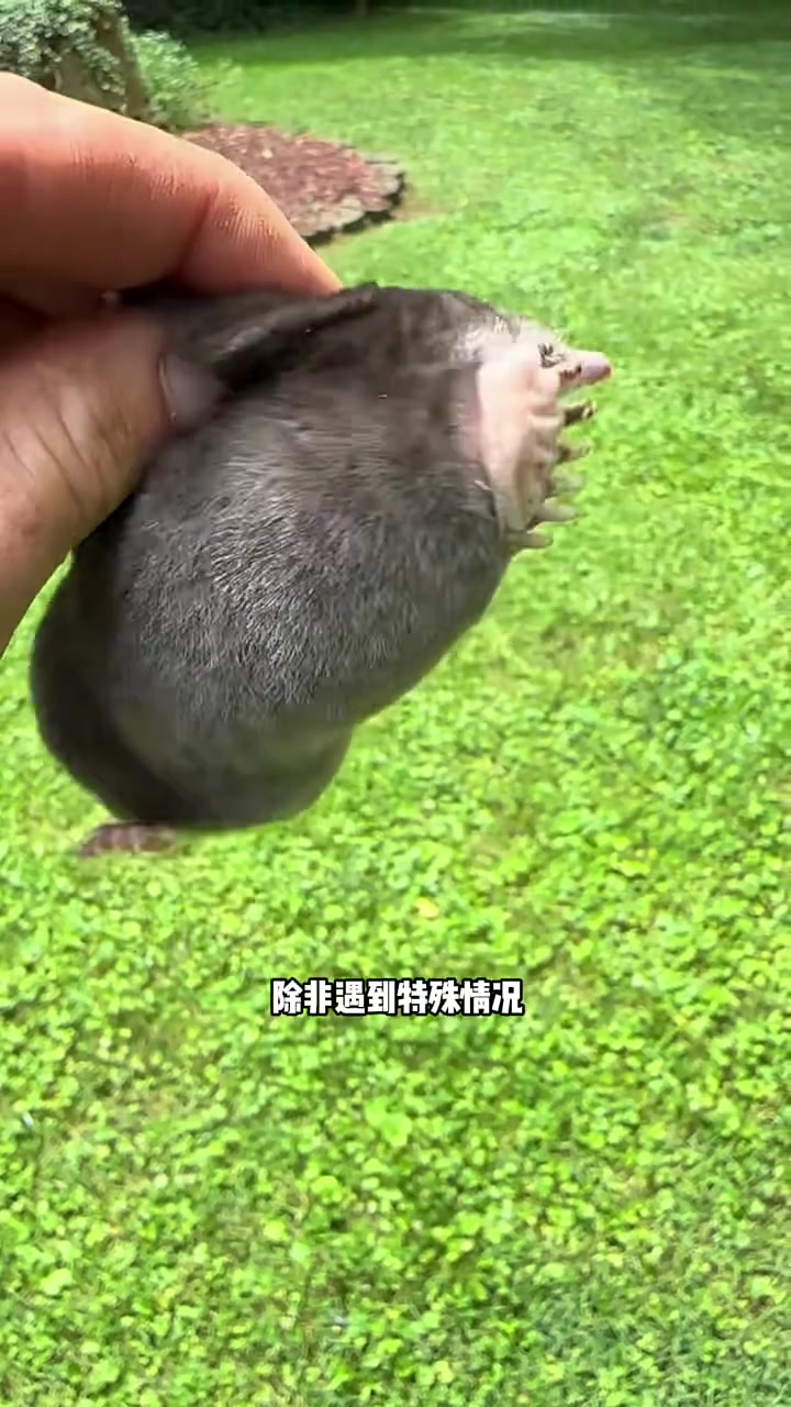 鼹鼠影评
